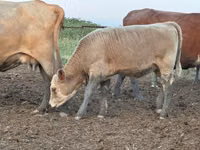 Rinder (Partie, Geschlecht nicht angegeben), Swiss cattle — Foto 7
