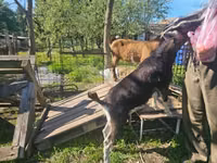 母山羊, Goats — 照片 3