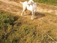 Cabra, Cabras — foto 3