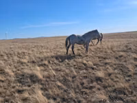 Stute, Kazakh horse — Foto 2
