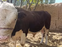 Bulle, Simmental cattle — Foto 3