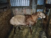 Қошқар, Hissar sheep — 3-сурет
