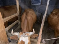 गाय, मवेशी — फ़ोटो 5