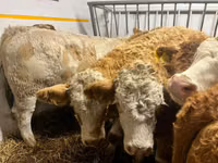 Vaca, Simmental cattle — foto 1