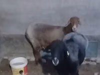 绵羊（批次，未指定性别）, Sheep — 照片 1