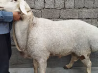كبش, الأغنام — الصورة 1