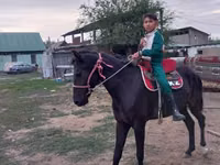 Stute, Arabian horse — Foto 4