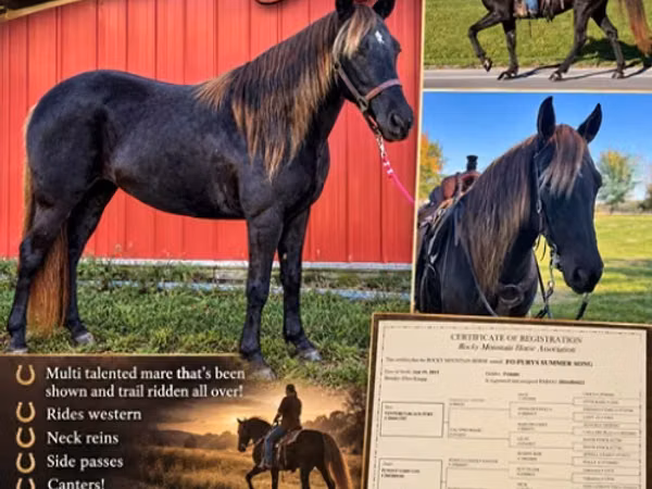 فرس, Rocky Mountain Horse