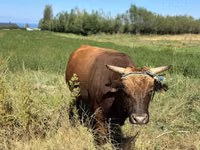公牛, Swiss cattle — 照片 3