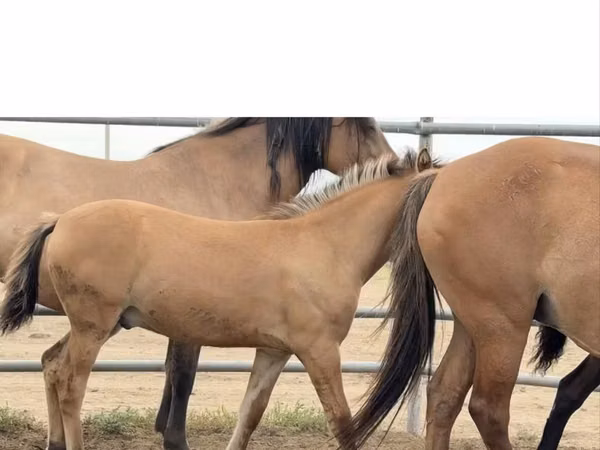 Hengst, Mugalzhar horse