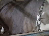 母牛, Holstein breed — 照片 2