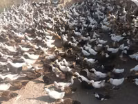 Ducks — Foto 1