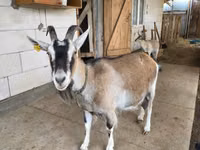 Ziege, Alpine goat — Foto 1