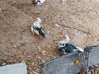 Geese — Foto 1