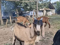 Ешкі, Nubian Goat — 4-сурет