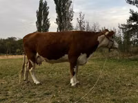 Сиыр, Simmental cattle — 3-сурет