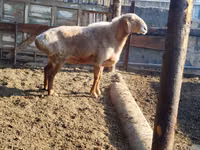Qoʻchqor, Hissar sheep — 1-rasm