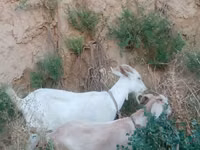 Cabra, Saanen goat — foto 4