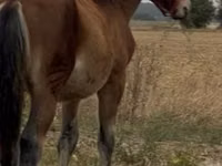 Hengst, Lipizzaner — Foto 3