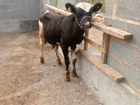 Bulle, Holstein-Rasse — Foto 2