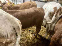 Vaca, Ganado vacuno — foto 4