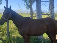 فرس, Arabian horse — الصورة 2