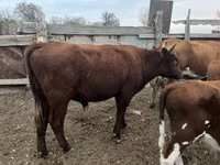 公牛, Cattle — 照片 3