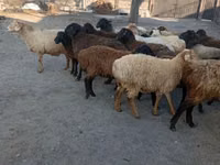 نعجة, الأغنام — الصورة 3