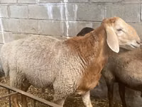 كبش, Arashan sheep — الصورة 3