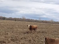 Bulle, Simmental cattle — Foto 1