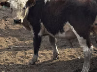 Bulle, Kasachische Weißkopfkuh — Foto 5