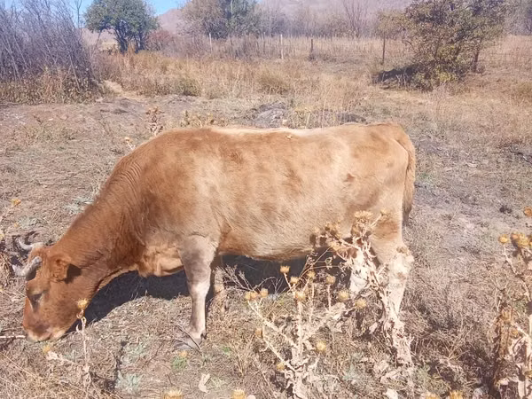 母牛, Cattle — 哈萨克斯坦