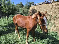 Aygʻir, Otlar — 4-rasm