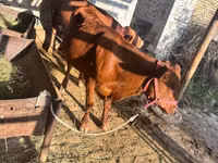 Bulle, Limousin-Kuh — Foto 4