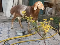 Ram, Arashan sheep — photo 5