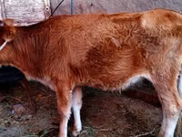 Kuh, Rinder — Foto 2
