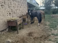 Hengst, Friesian sport horse — Foto 2