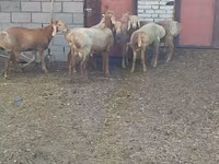 Oveja, Arashan sheep — foto 5