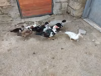 Ducks — Foto 8