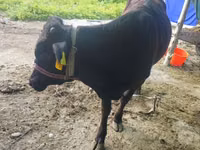 Bull, Cattle — photo 1