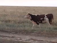 公牛, Kazakh White-headed cow — 照片 2