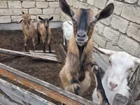 Echki, Saanen goat — 7-rasm