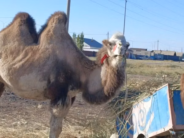 Kamelstute, Kazakh Bactrian camel