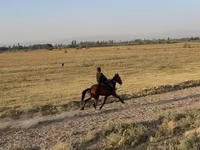 Stute, French Trotter — Foto 6