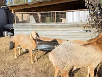 Widder, Edilbay sheep — Foto 3