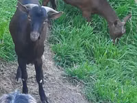 Ziege, Irish goat — Foto 3