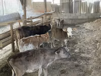 Cow, Cattle — photo 4