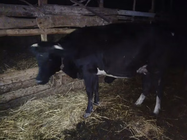 母牛, Wild yak