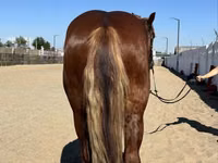 Caballo, Russian Heavy Draft — foto 3