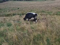 母牛, Russian Black pied cattle — 照片 2